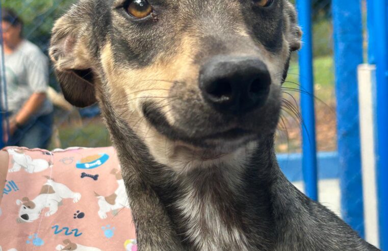 📌 Prefeitura de Ibaté incentiva adoção responsável de animais pelo CCZ