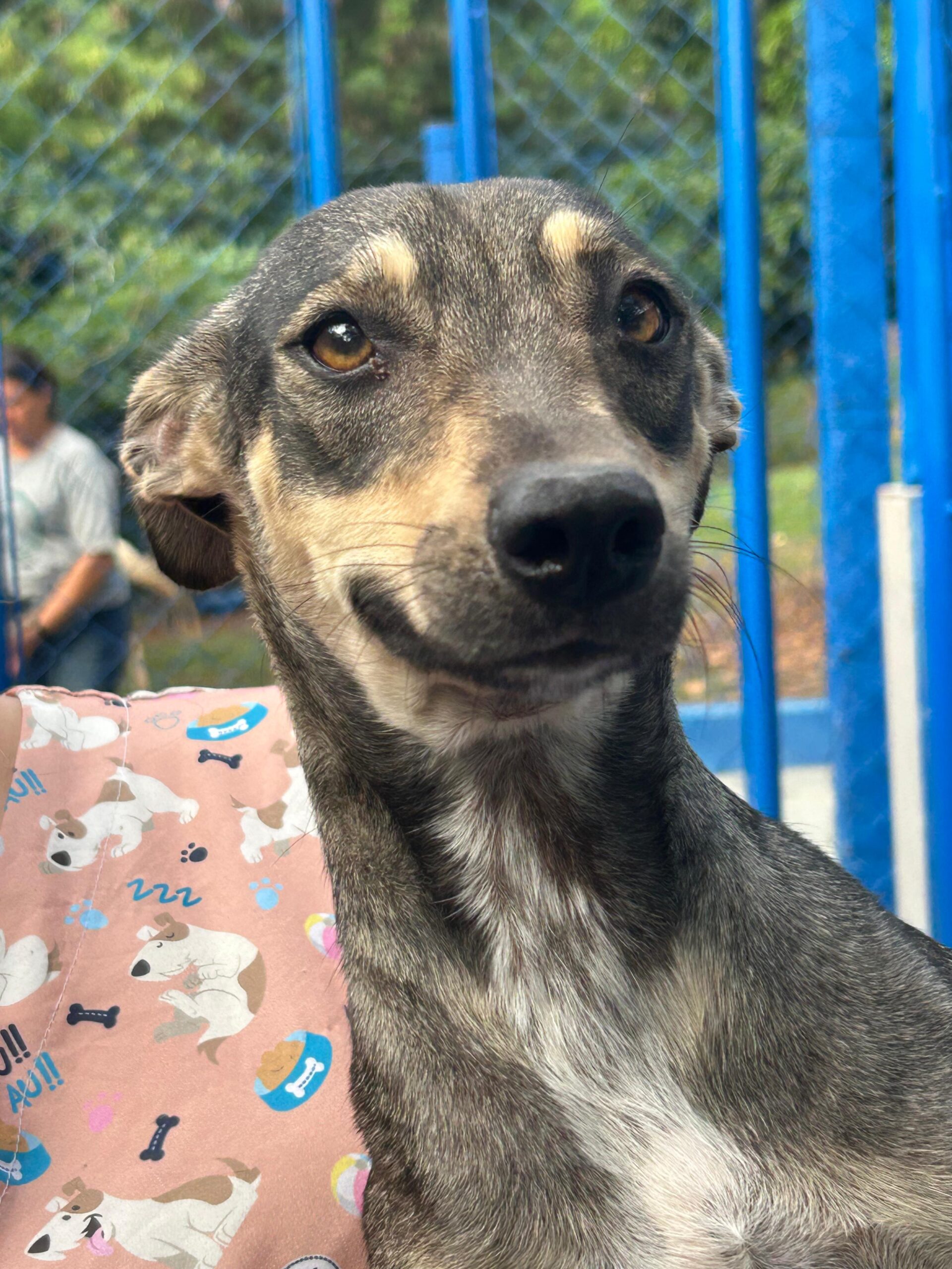 📌 Prefeitura de Ibaté incentiva adoção responsável de animais pelo CCZ