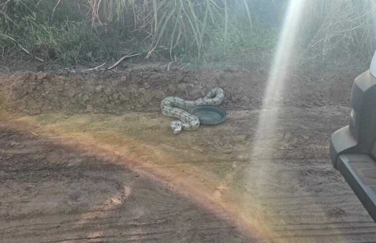 📌 Defesa Civil de Ibaté realiza resgate de animais silvestres em duas ocorrências no município