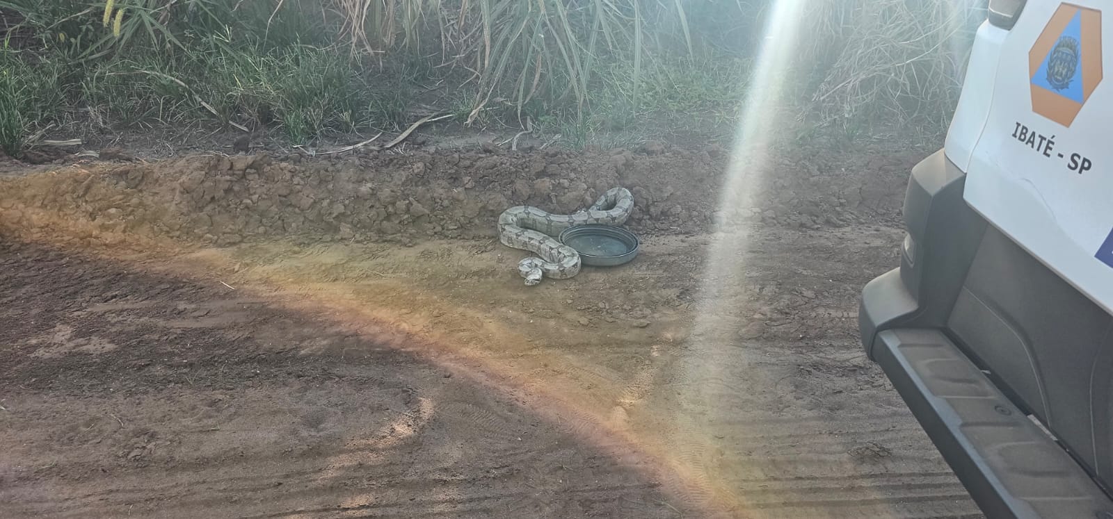 📌 Defesa Civil de Ibaté realiza resgate de animais silvestres em duas ocorrências no município