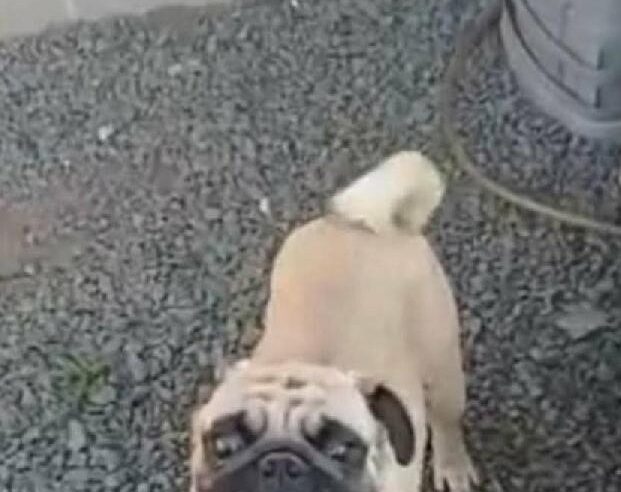 🚨🐶 CACHORRO PERDIDO EM IBATÉ 🐶🚨