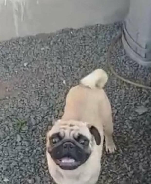 🚨🐶 CACHORRO PERDIDO EM IBATÉ 🐶🚨