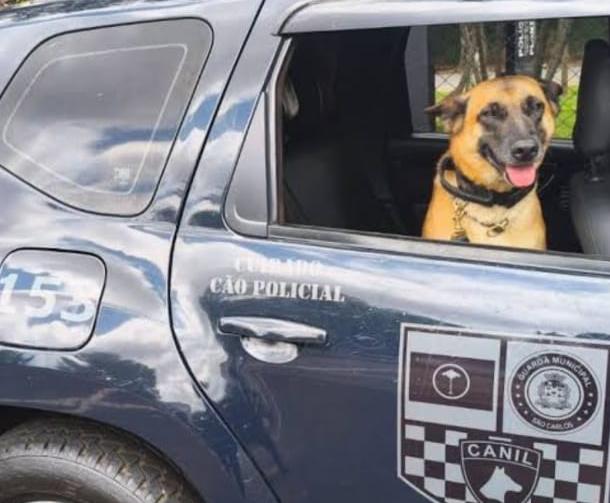 🚨 Canil do BAEP apreende grande quantidade de drogas em Américo Brasiliense