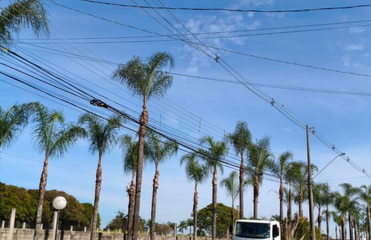 📌 Prefeitura de Ibaté realiza poda de Palmeiras em bairros da cidade