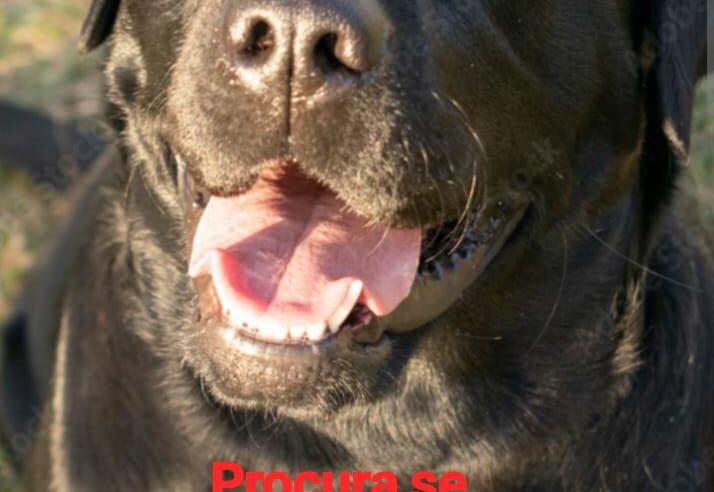 🐾 Procura-se cachorro desaparecido🐶