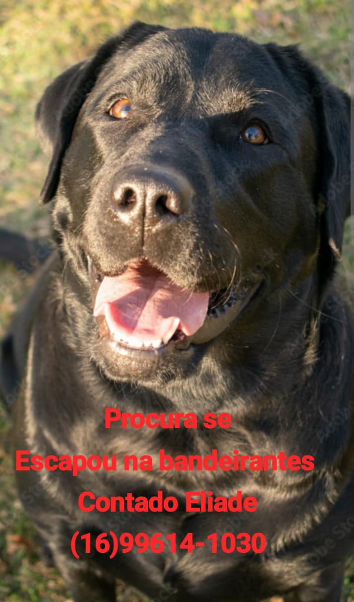 🐾 Procura-se cachorro desaparecido🐶