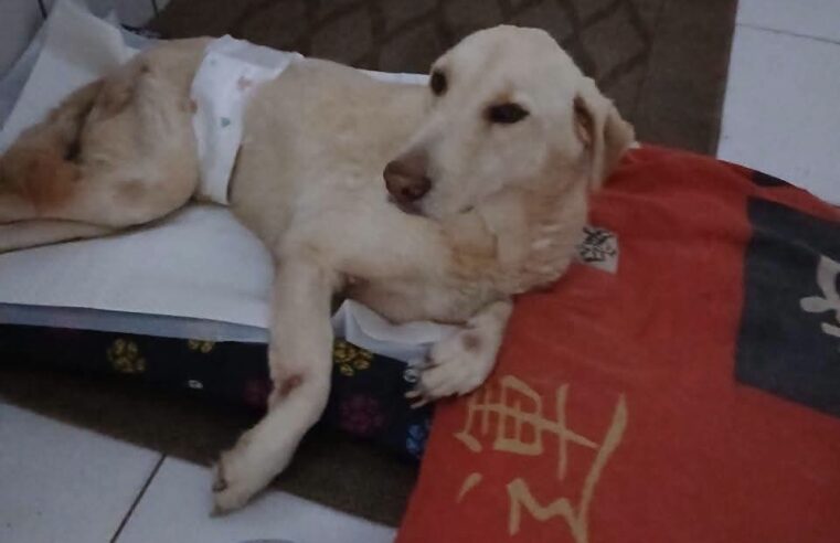 🐾 Apolo precisa da nossa ajuda! 🐾