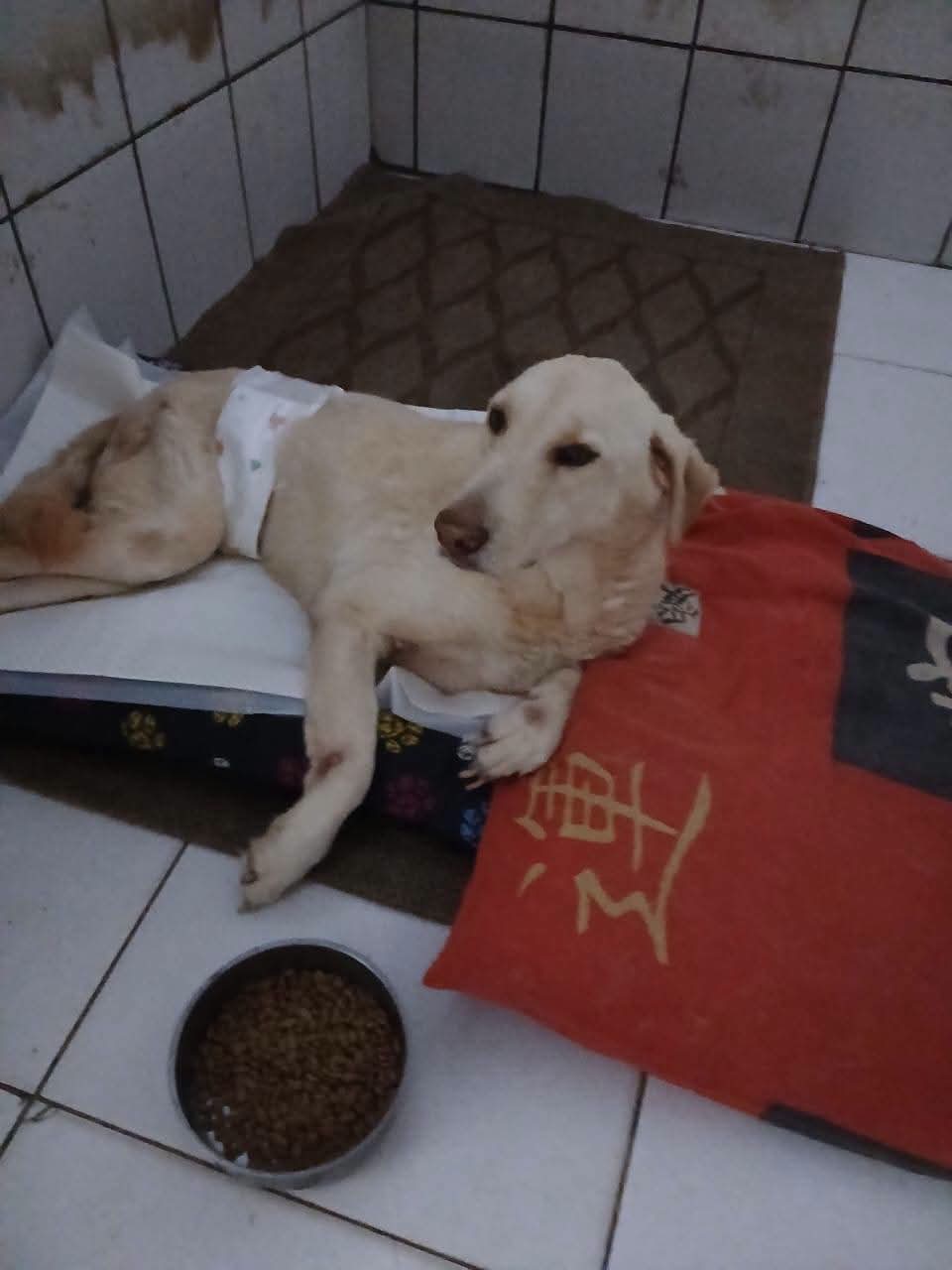 🐾 Apolo precisa da nossa ajuda! 🐾