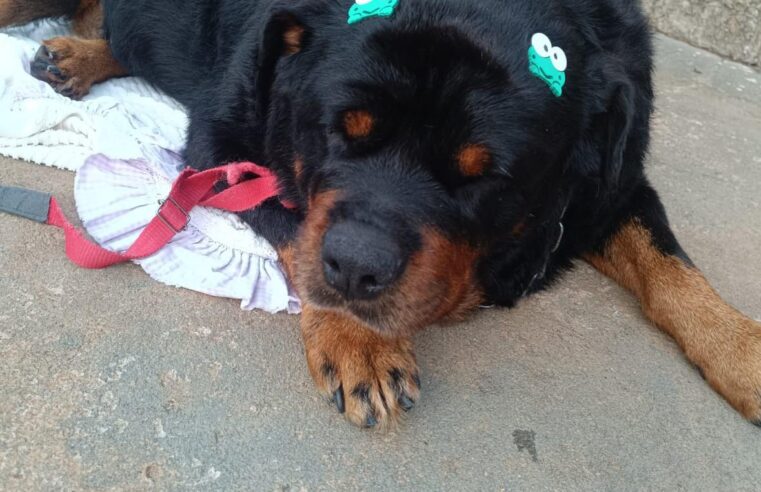 🐾❤️ A transformação da Gorda emociona e inspira ❤️🐾