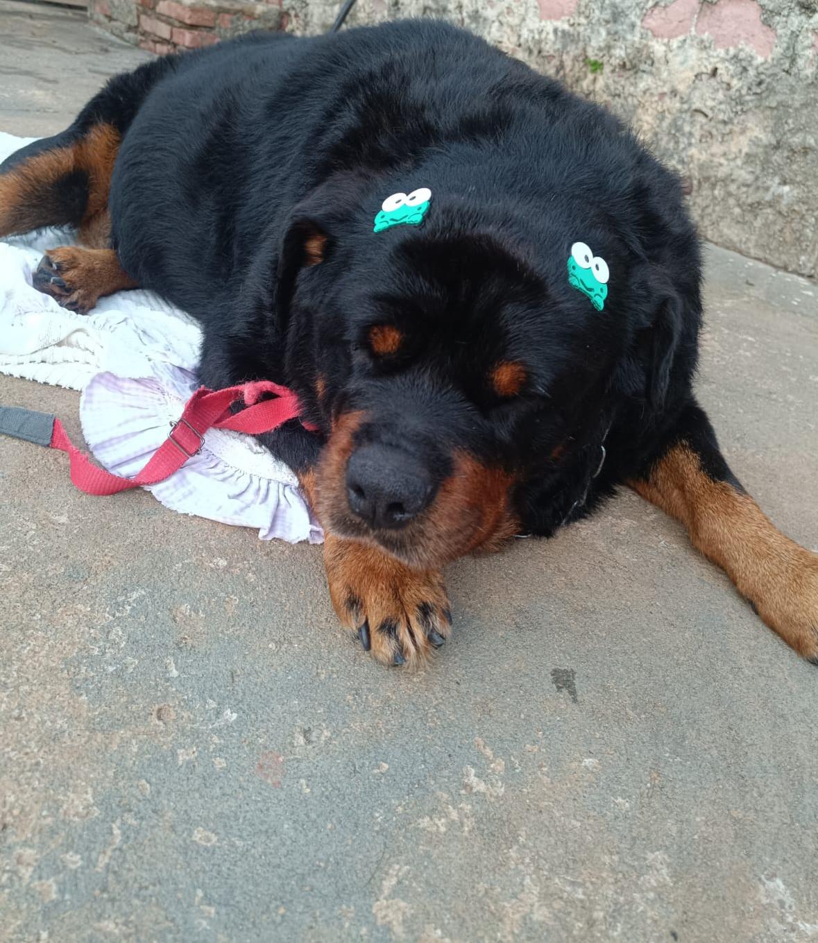 🐾❤️ A transformação da Gorda emociona e inspira ❤️🐾