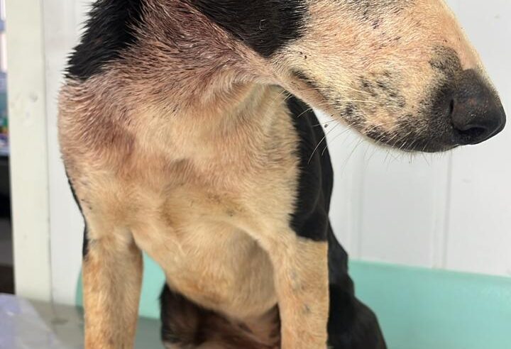 🚨 Cachorrinha resgatada nas proximidades da Usina da Serra precisa de um lar e mobiliza rede de apoio em Ibaté