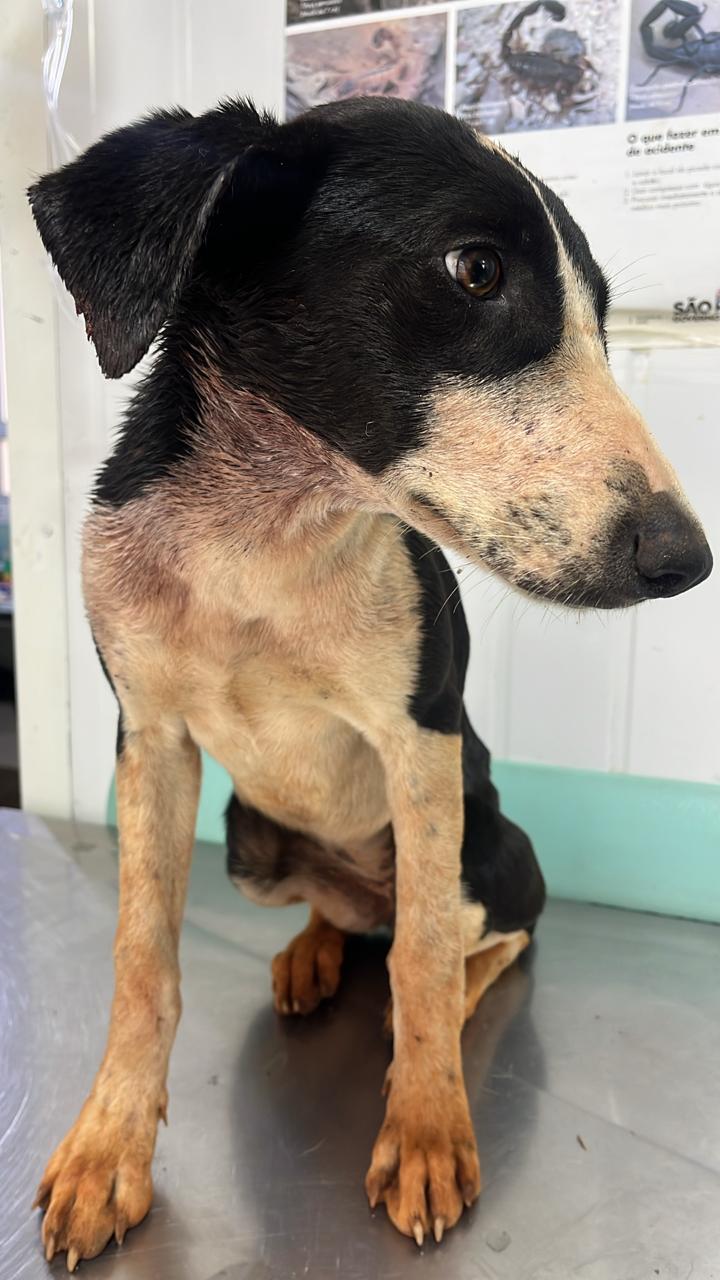 🚨 Cachorrinha resgatada nas proximidades da Usina da Serra precisa de um lar e mobiliza rede de apoio em Ibaté