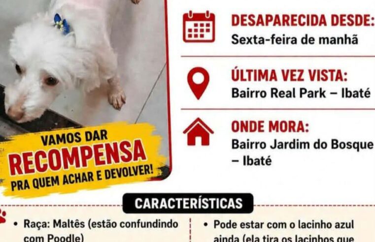 🚨 Atenção, Ibaté! Cadelinha desaparecida 🚨