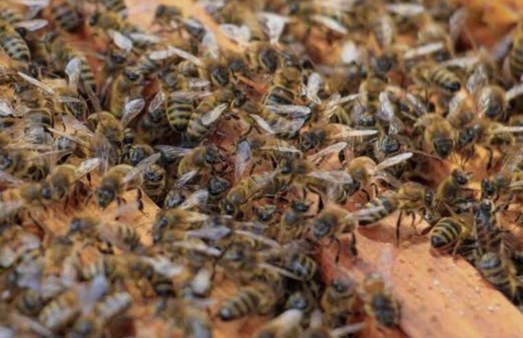 🚨 PÂNICO NO CENTRO DE ARARAQUARA: COLMEIA DESPENCA DE ÁRVORE E QUATRO PESSOAS SÃO ATACADAS POR ABELHAS