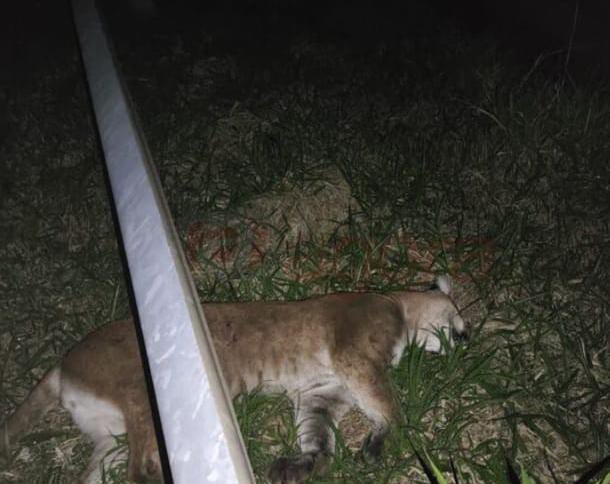 🚨 ONÇA-PARDA MORRE APÓS SER ATROPELADA NA SP-318, EM SÃO CARLOS