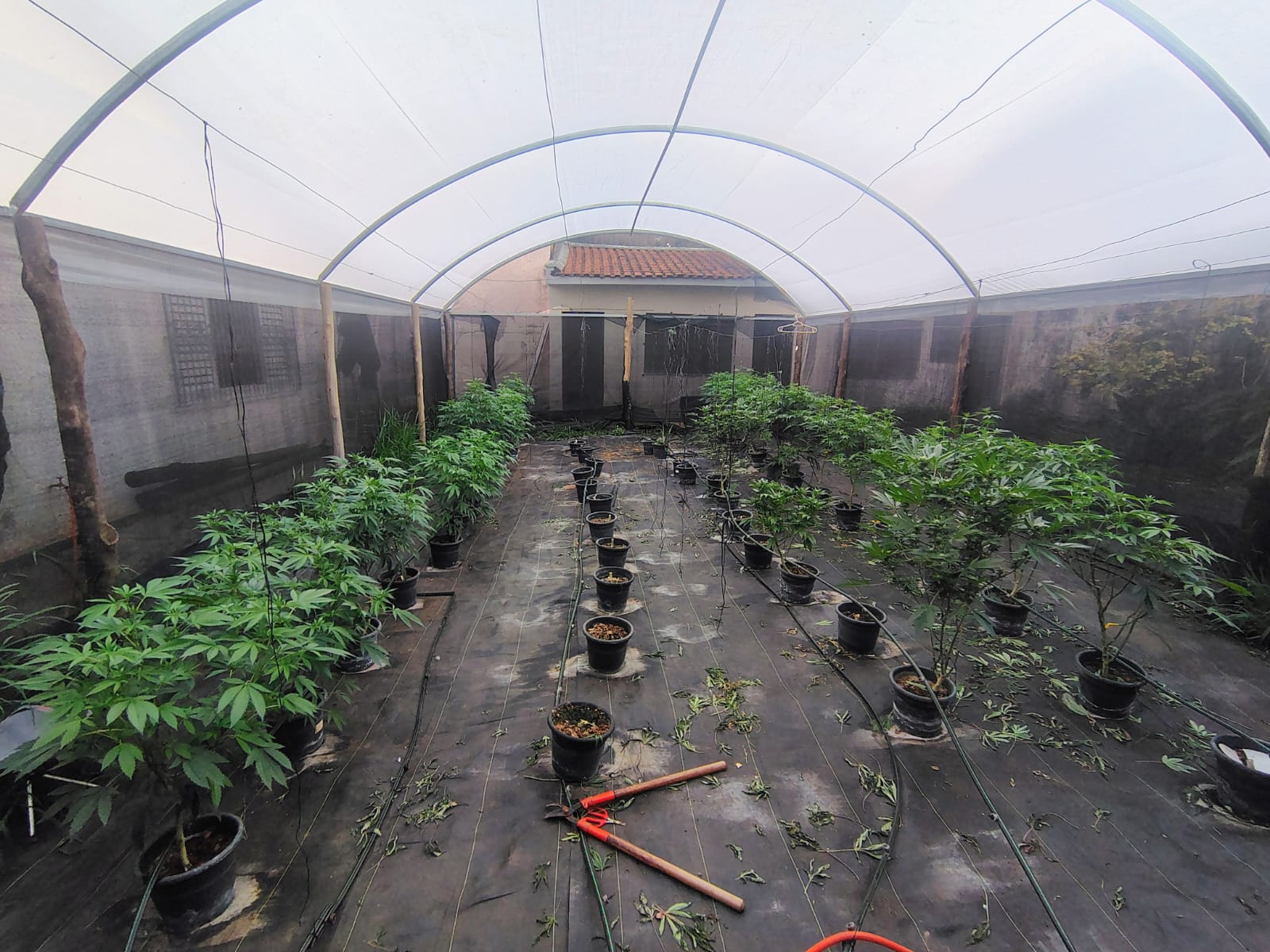 🚨 PM apreende estrutura de cultivo de maconha em residência de São Carlos; dois homens são levados ao Plantão Policial