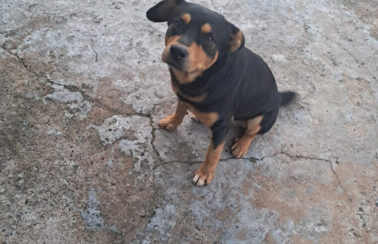 🚨 Cão ataca três pessoas em Ibaté e mobiliza Defesa Civil, CCZ e Polícia Civil