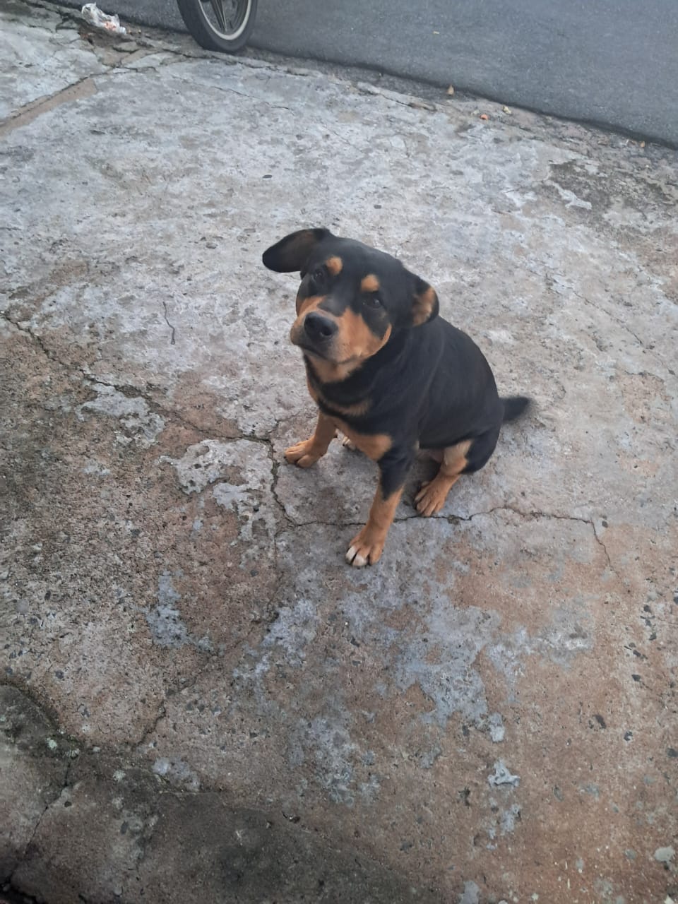 🚨 Cão ataca três pessoas em Ibaté e mobiliza Defesa Civil, CCZ e Polícia Civil