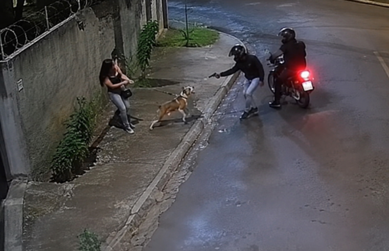 🚨 Cachorro é baleado ao tentar defender tutora durante assalto em Ribeirão Preto