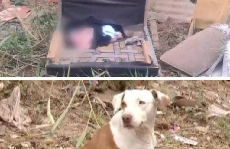 📌 Os latidos que salvaram uma vida: cadela abandonada ajuda a resgatar recém-nascido