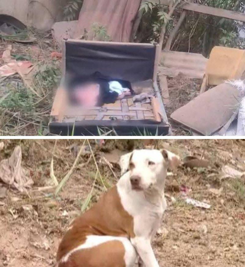 📌 Os latidos que salvaram uma vida: cadela abandonada ajuda a resgatar recém-nascido
