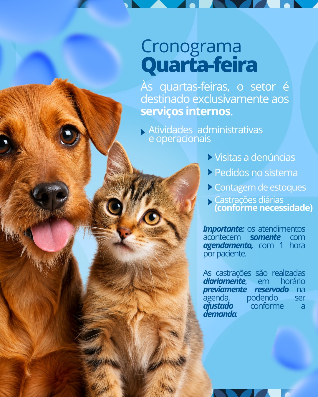 📌 Centro de Zoonoses de Ibaté divulga cronograma semanal de atendimentos e serviços