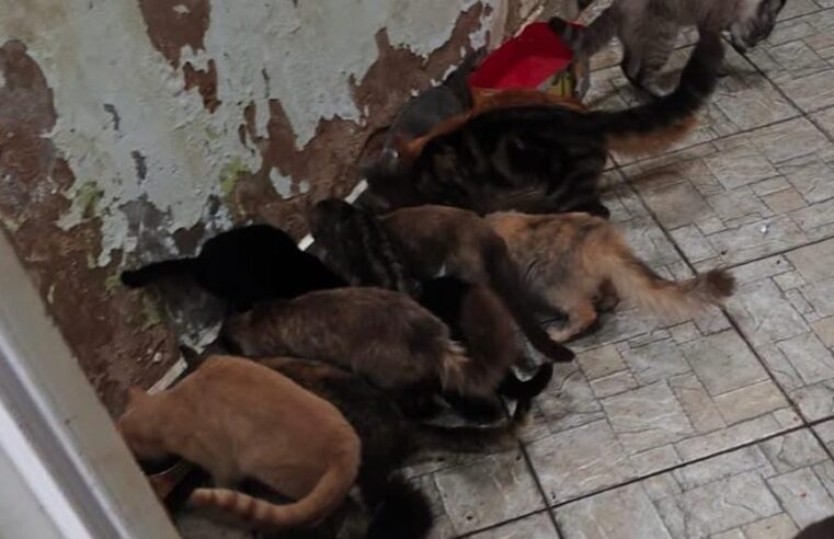 🚨 Polícia Ambiental aplica multa de R$ 54 mil após 16 gatos serem encontrados abandonados perto de área protegida