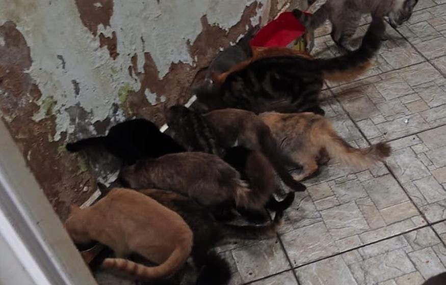 🚨 Polícia Ambiental aplica multa de R$ 54 mil após 16 gatos serem encontrados abandonados perto de área protegida