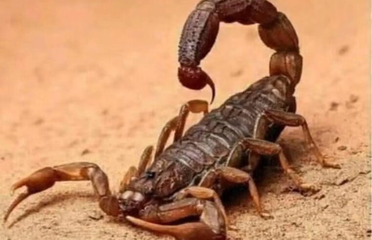 🚨 Alerta para pais e responsáveis: picada de escorpião em crianças exige atenção imediata