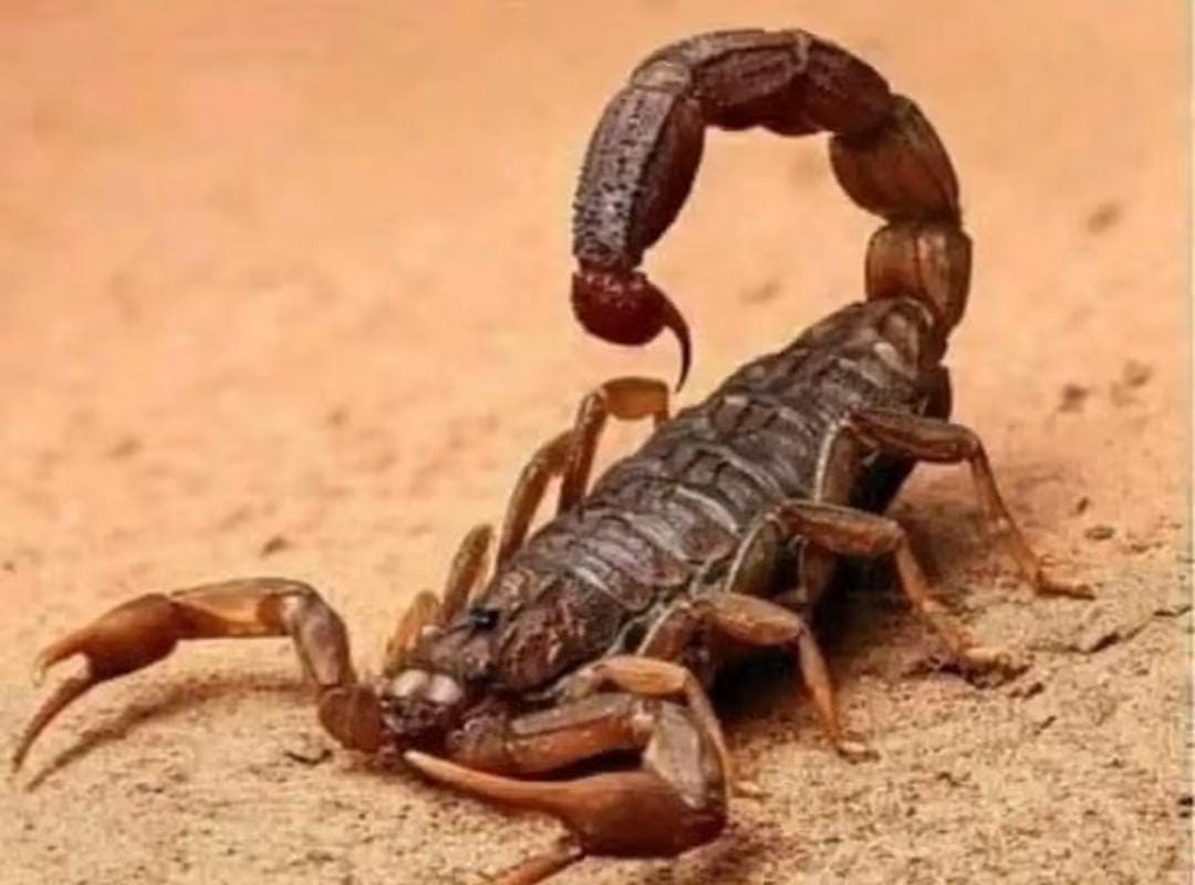 🚨 Alerta para pais e responsáveis: picada de escorpião em crianças exige atenção imediata