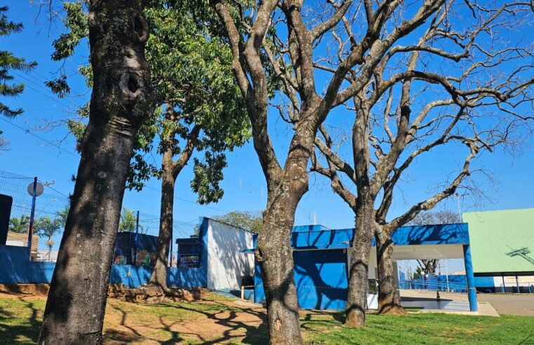 🚨 Árvores em situação de risco são retiradas do Campo Municipal de Ibaté