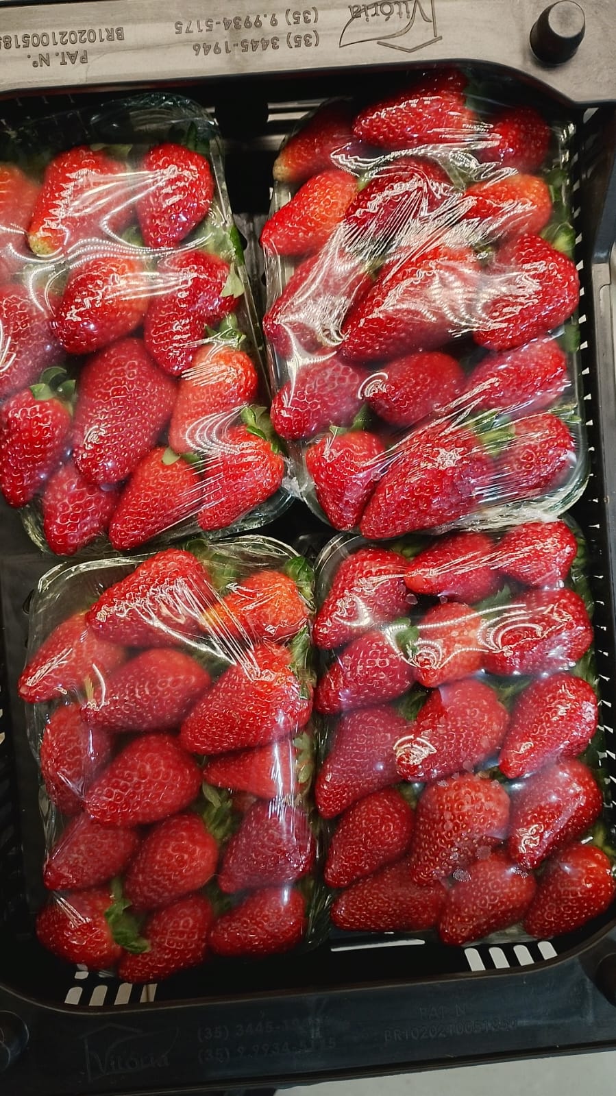 🍓 MORANGOS EM PROMOÇÃO!