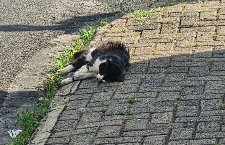 Defesa Civil de Ibaté atende ocorrência envolvendo ataque de pitbull que resultou na morte de dois gatos