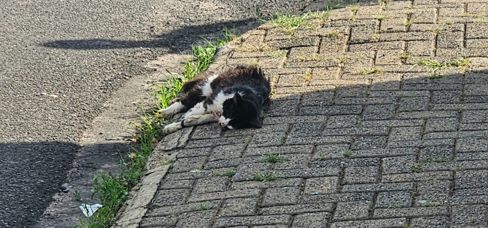 Defesa Civil de Ibaté atende ocorrência envolvendo ataque de pitbull que resultou na morte de dois gatos