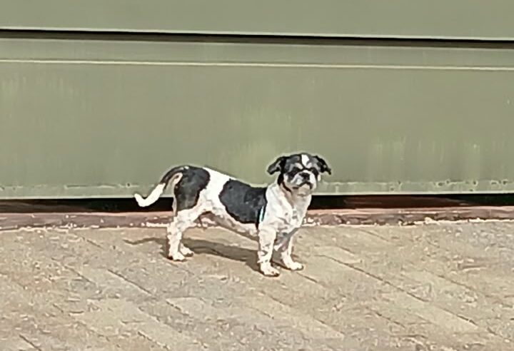 🚨 CACHORRO PERDIDO! ANIMAL COM COLEIRA AZUL ESTÁ ASSUSTADO E PRECISA DE AJUDA EM IBATÉ
