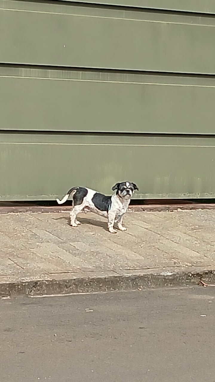 🚨 CACHORRO PERDIDO! ANIMAL COM COLEIRA AZUL ESTÁ ASSUSTADO E PRECISA DE AJUDA EM IBATÉ