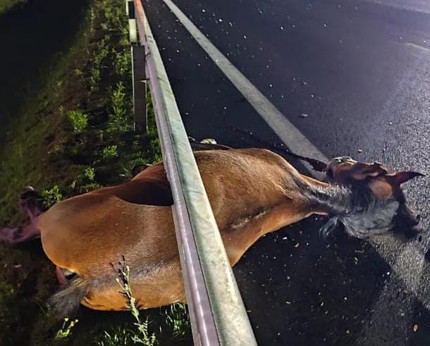 🚨 CAVALO MORRE APÓS SER ATROPELADO POR CAMINHÃO NA RODOVIA WASHINGTON LUÍS, EM SÃO CARLOS
